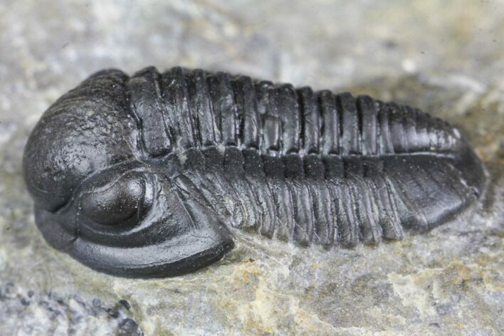 Detailed Gerastos Trilobite Fossil - Morocco #145747